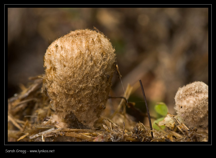 Cyathus olla e Cyathus stercoreus a confronto