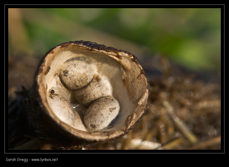 Cyathus olla e Cyathus stercoreus a confronto