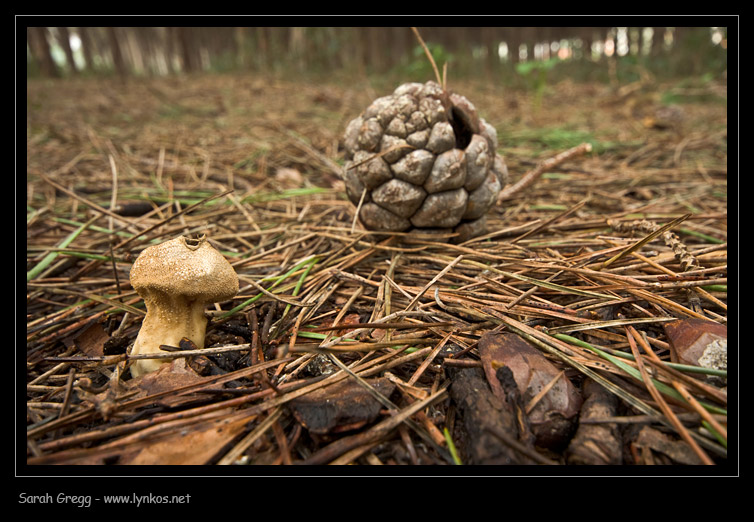 Lycoperdon?