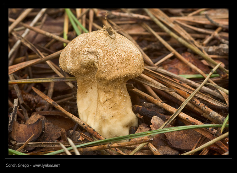 Lycoperdon?