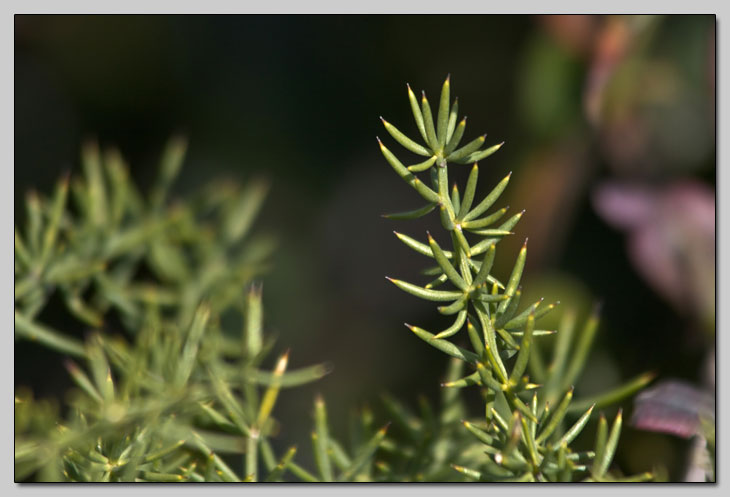 Asparagus aphyllus / Asparago marino