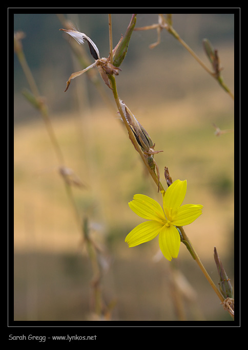 Lactuca viminea dai prati aridi