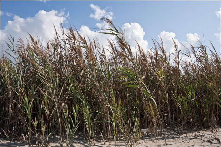 Canna di foce - Arundo plinii