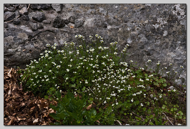 Brassicaceae della Majella!!!