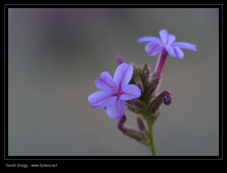 Plumbago europaea / Caprinella