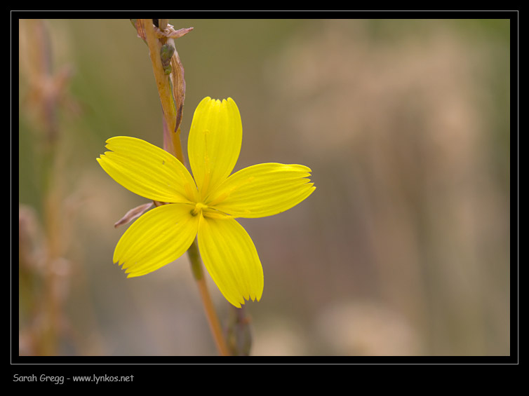 Lactuca viminea dai prati aridi