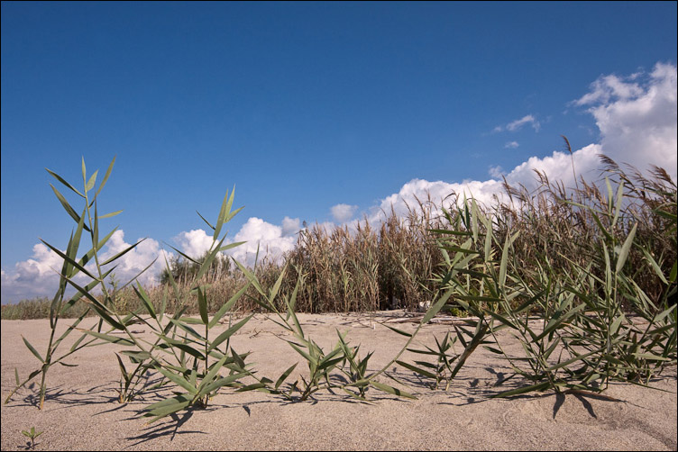 Canna di foce - Arundo plinii