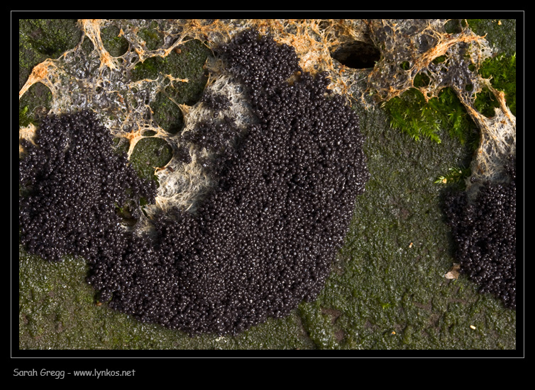 Enteridium lycoperdon?