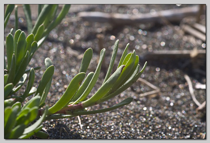 Vegetazione dunale... chiedo l''impossibile