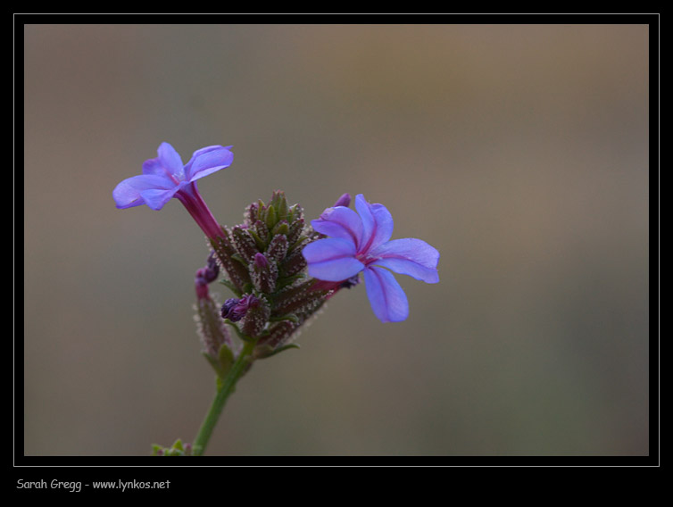 Plumbago europaea / Caprinella