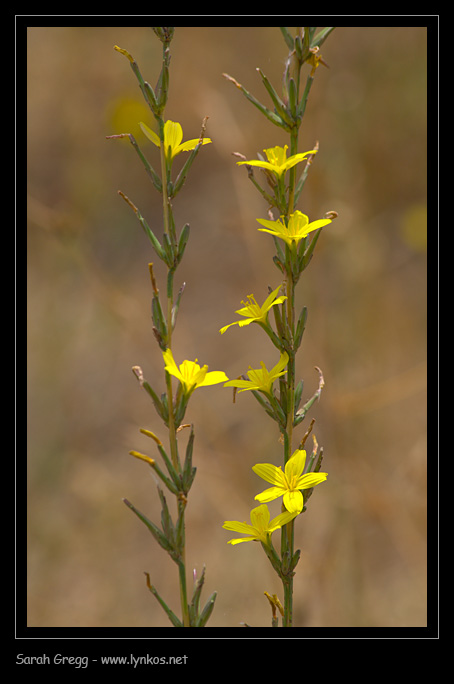 Lactuca viminea dai prati aridi