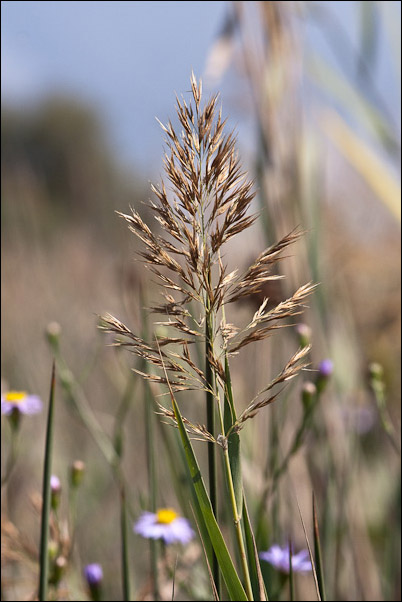 Canna di foce - Arundo plinii