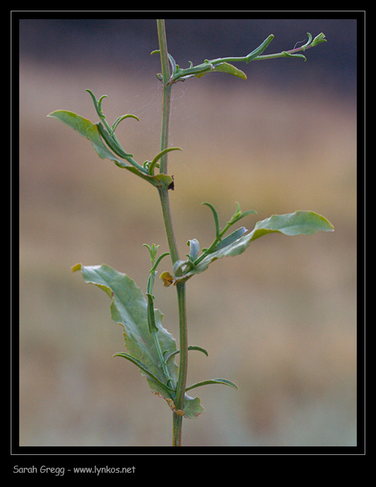 Plumbago europaea / Caprinella