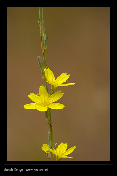 Lactuca viminea dai prati aridi