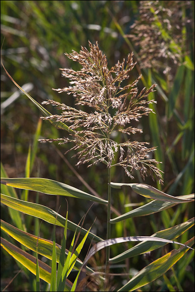 Canna di foce - Arundo plinii