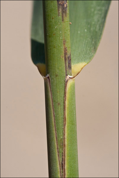 Canna di foce - Arundo plinii