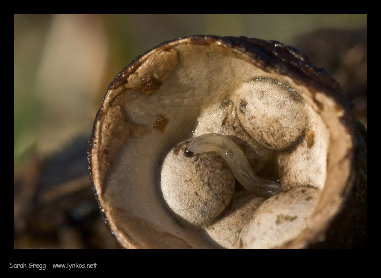 Cyathus olla e Cyathus stercoreus a confronto