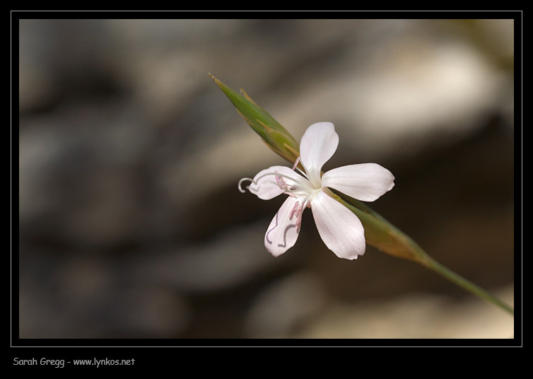 Dianthus ciliatus / Garofano cigliato