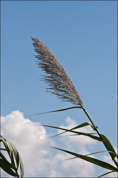 Canna di foce - Arundo plinii