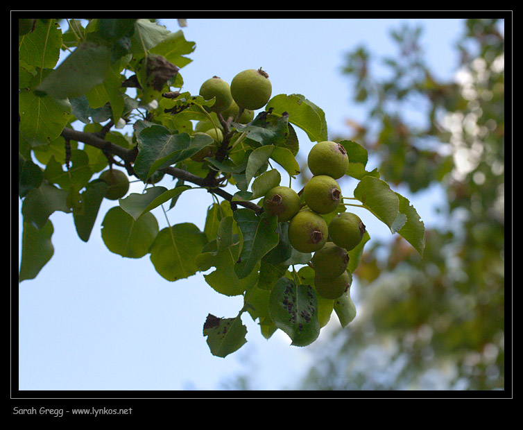 Pyrus pyraster