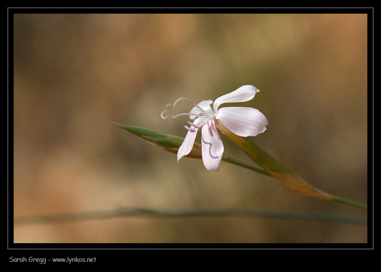 Dianthus ciliatus / Garofano cigliato