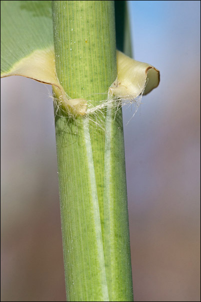 Canna di foce - Arundo plinii