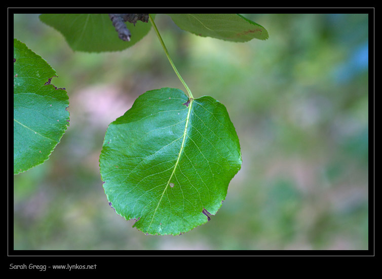 Pyrus pyraster