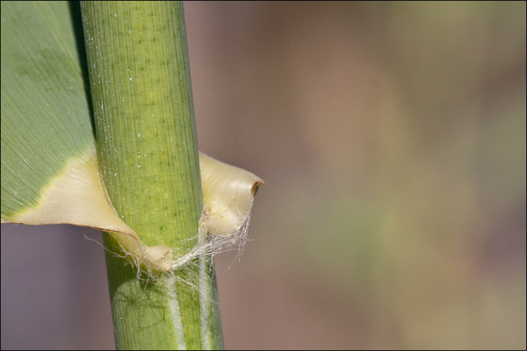 Canna di foce - Arundo plinii