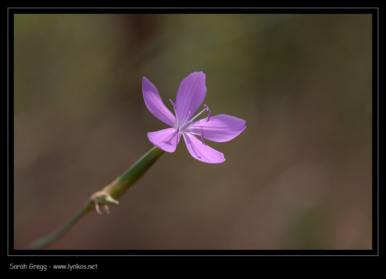 Dianthus ciliatus / Garofano cigliato