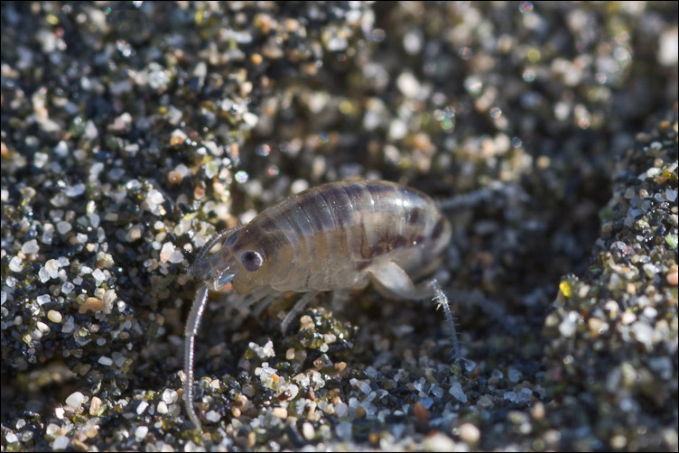 Talitrus sp.