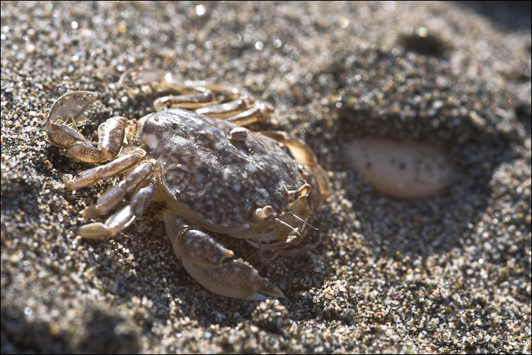 Portumnus latipes