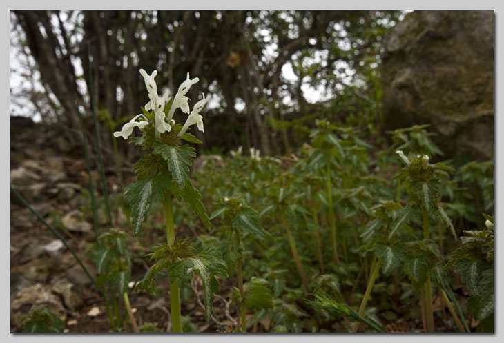 Lamium bifidum