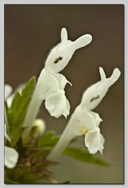 Lamium bifidum