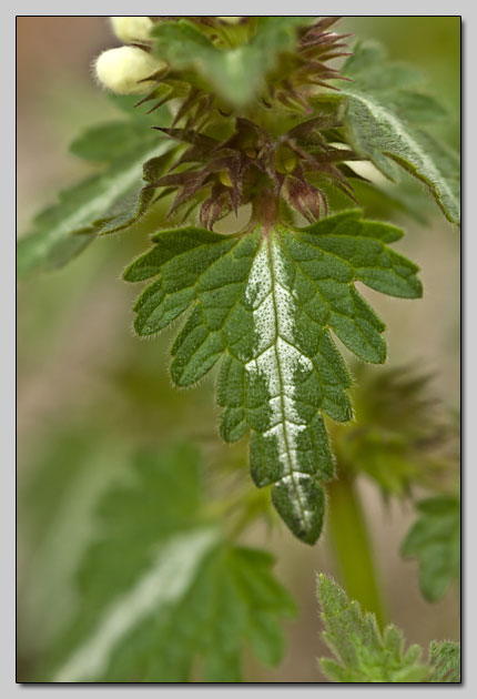 Lamium bifidum