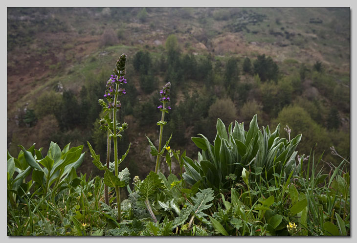 Salvia verbenaca