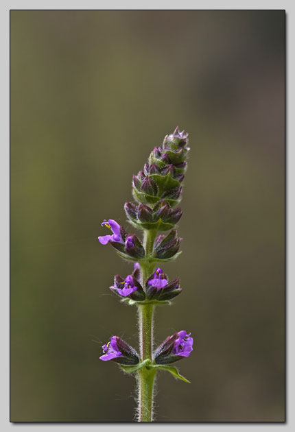 Salvia verbenaca