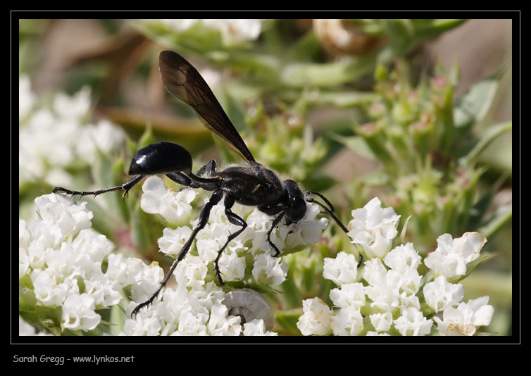 Provo con Sphecidae. No. Ichneumonidae: Anomalon cruentatum