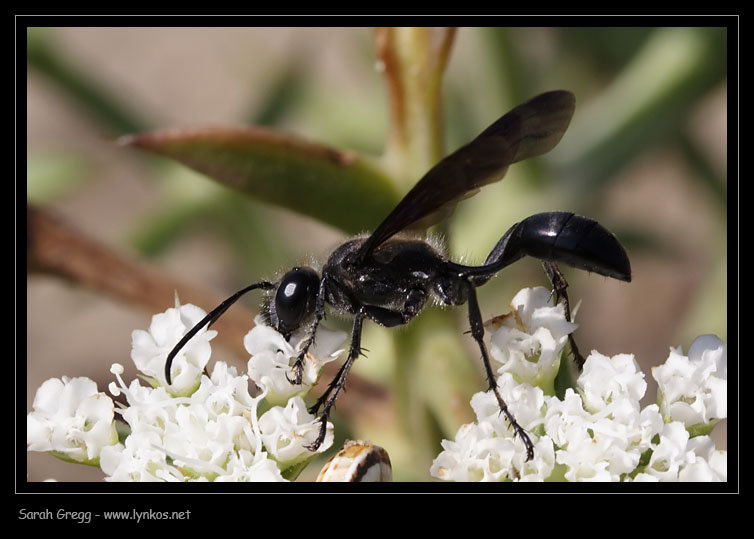 Provo con Sphecidae. No. Ichneumonidae: Anomalon cruentatum