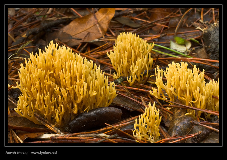 Ramaria... forse aurea?