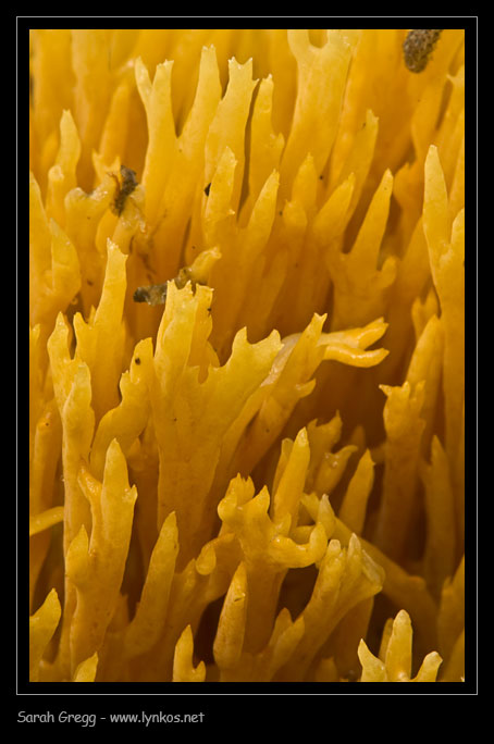 Ramaria... forse aurea?