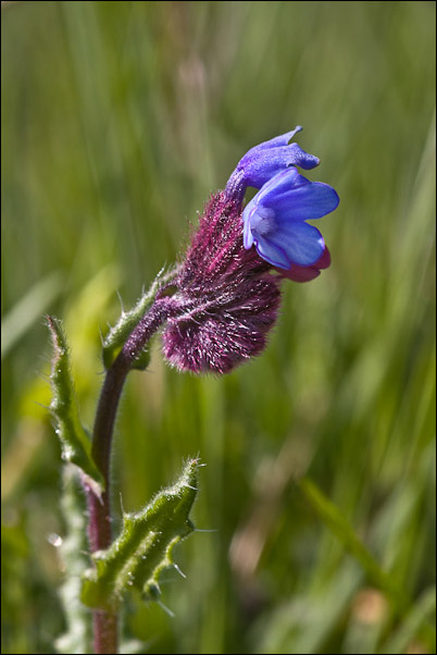 Anchusella cretica / Buglossa cretese