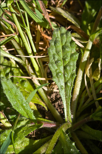 Anchusella cretica / Buglossa cretese