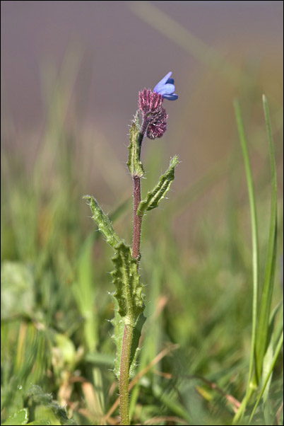 Anchusella cretica / Buglossa cretese