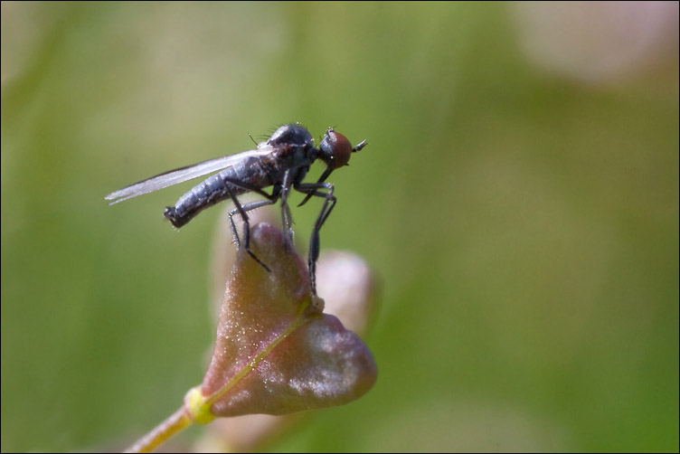 Possibile Hilara sp. (Empididae)