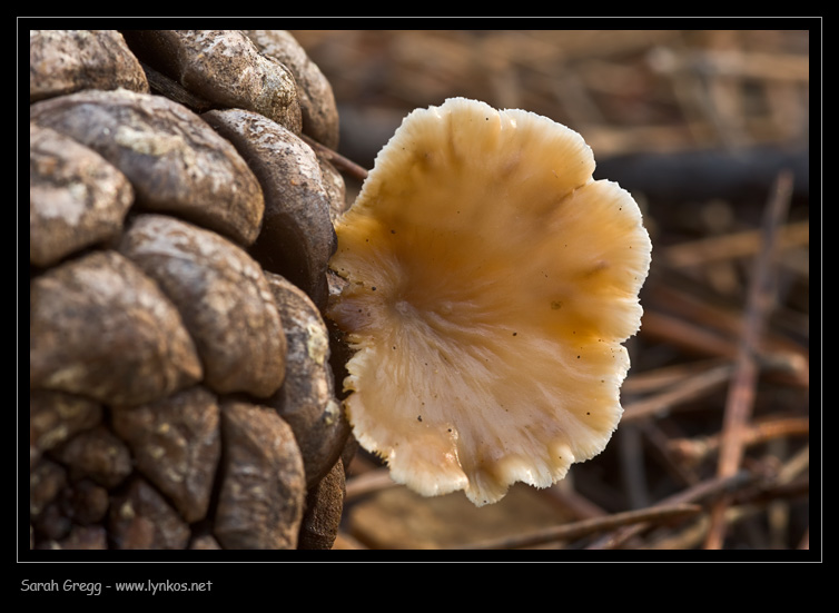 Lentinellus micheneri