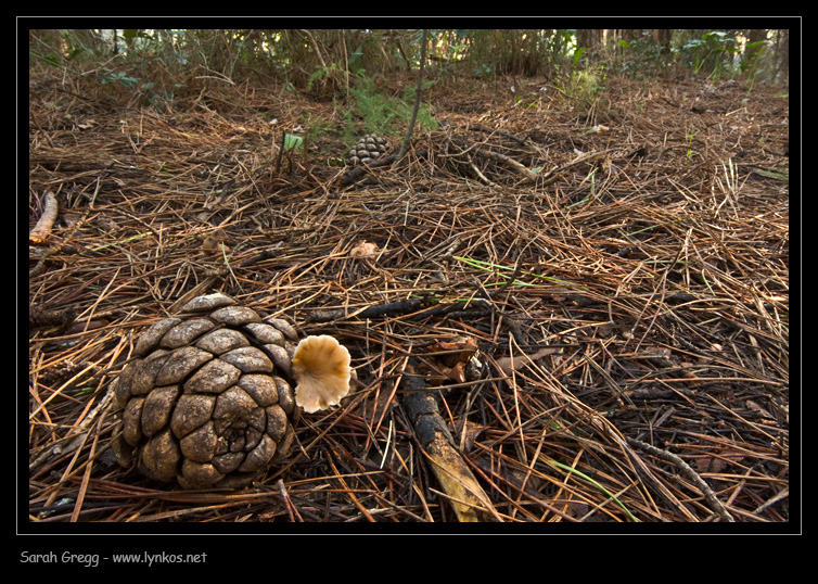 Lentinellus micheneri