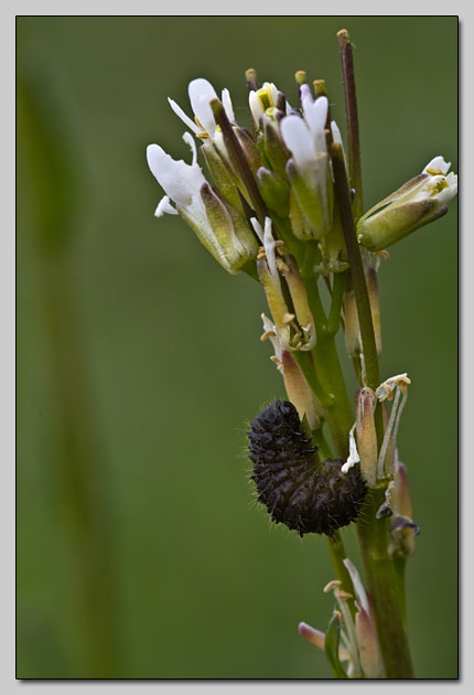 Su Arabis nella Majella