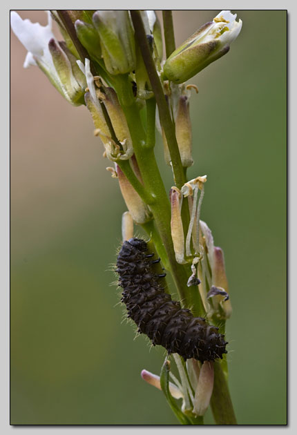 Su Arabis nella Majella