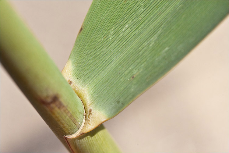 Canna di foce - Arundo plinii