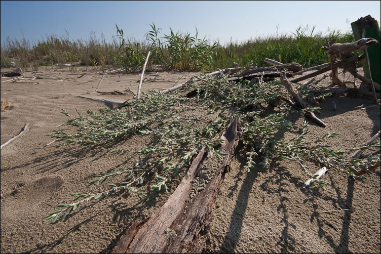 Polygonum maritimum